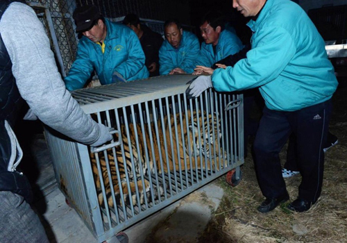 山东坠亡小老虎同伴被运抵救助站