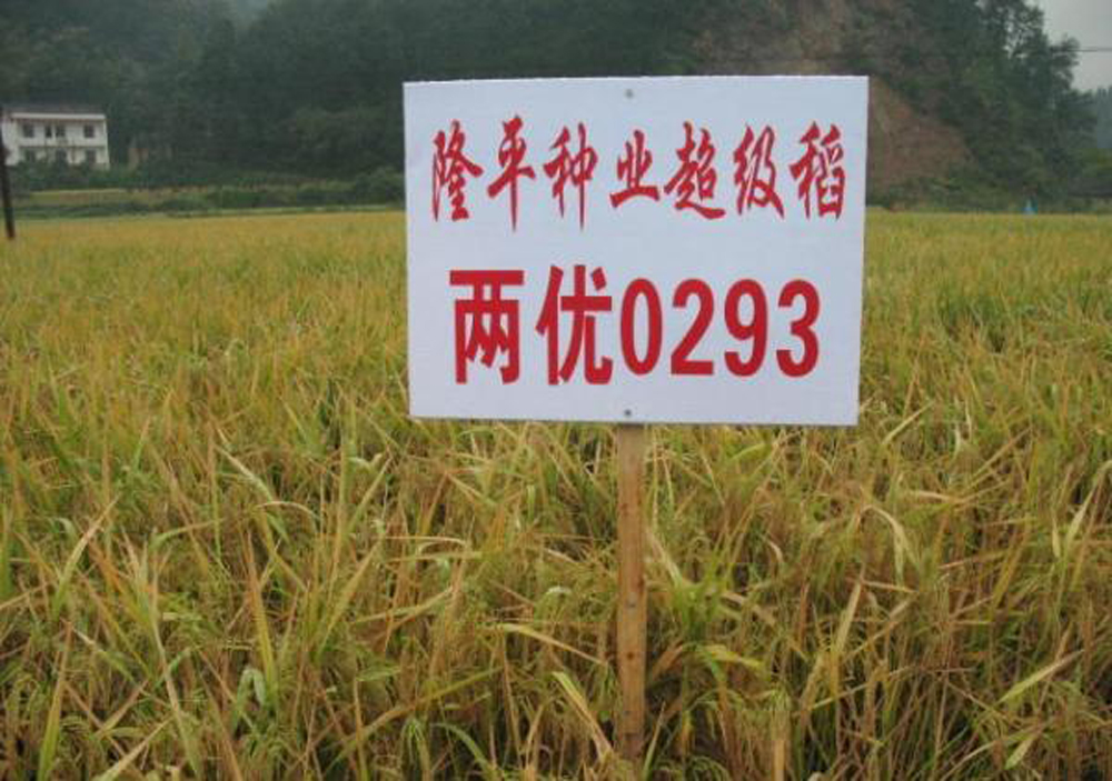 科技股份有限公司(以下简称隆平高科)的超级稻"y两优900"经专家组验收