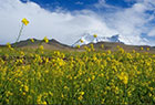 西藏：油菜花香深山里