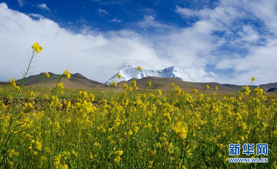 （新华网）（1）西藏：油菜花香深山里