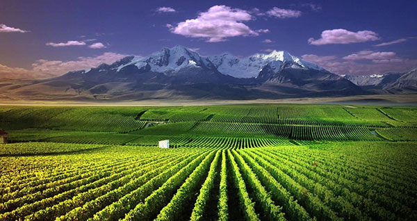 宁夏贺兰山东麓酿酒葡萄种植基地