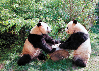 甘肃白水江国家级自然保护区,一对大熊猫正在玩耍.    资料图片