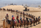 骆驼又“受累” 沙坡头景区排百米长龙