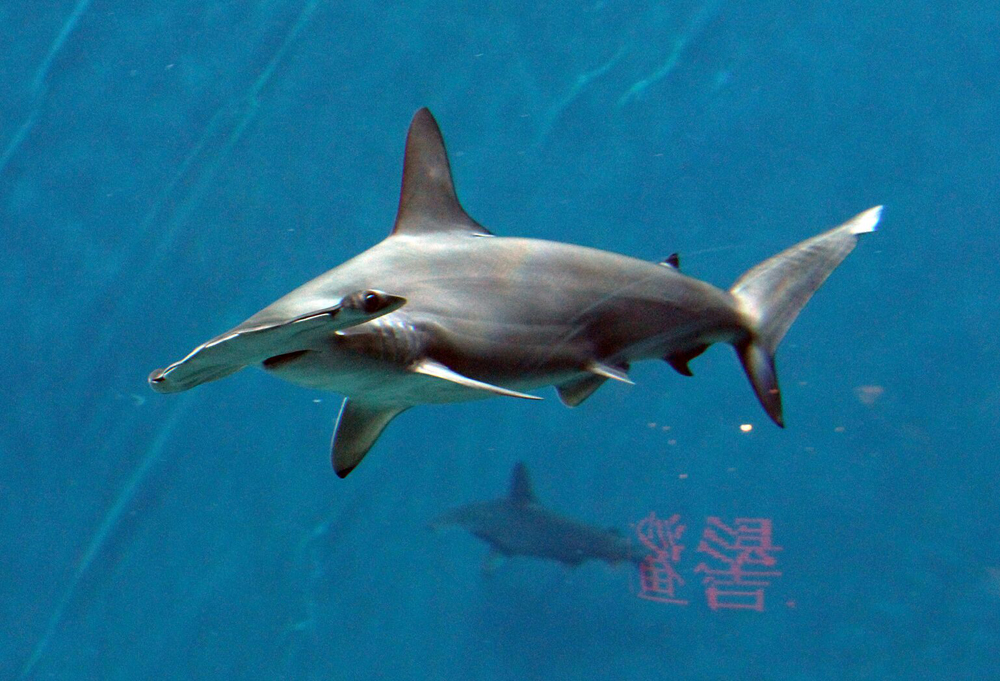 20头双髻鲨现身珠海