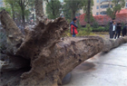 鄱阳湖挖出巨型乌木 重达6吨