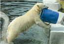 北极熊端桶喝水 萌呆了！