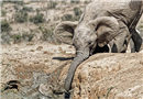 南非一小象陷入水坑 母象伸象鼻營救