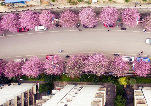 柳州满城紫荆花盛开 街道似粉红丝带