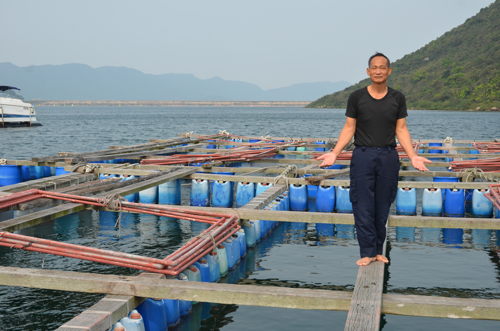 憂吐露港水質 養魚户寧休業