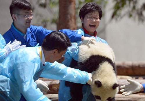 林郑月娥访川与大熊猫亲密接触