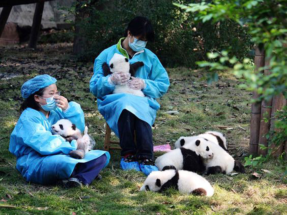 四川成都大熊猫繁育研究基地内的工作人员在照顾大熊猫\资料图片