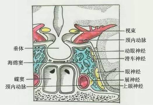 动眼神经,滑车神经,眼神经和上颌神经也从这里通过.
