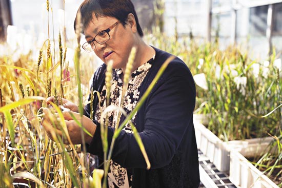 科学之星高彩霞细说小麦改良 基因编辑护航粮产革命