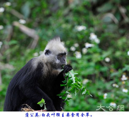 【专题策划】广西白头叶猴:喀斯特山林的黑白精灵