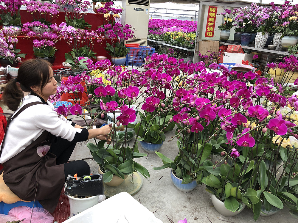 图:花农正在包装兰花,从佛山陈村销往港澳地区 大公报记者方俊明摄