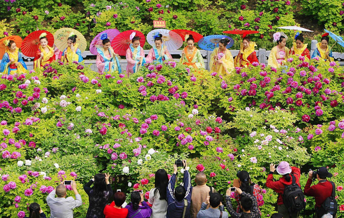 第36届洛阳牡丹文化节多重利好 游客如潮